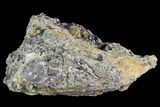 Baby Hadrosaur Ungual (Claw) In Matrix - Aguja Formation, Texas #88717-1
